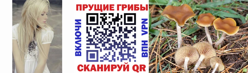 наркотики  Вологда  Галлюциногенные грибы Psilocybine cubensis 